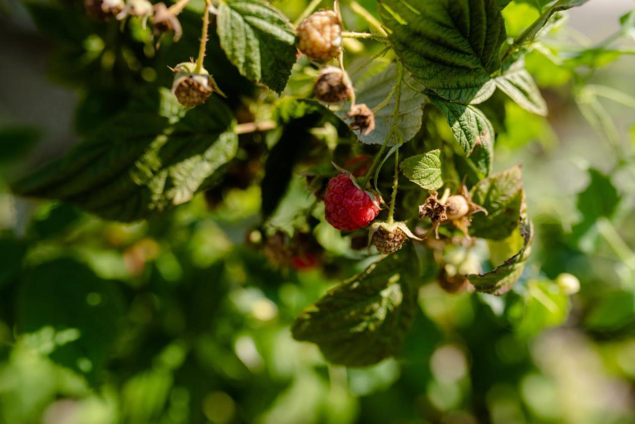 Quinta De Vila Nova - Agroturismo Monção Zewnętrze zdjęcie